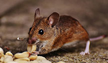 24 Hour & Emergency Exterminators in Bonner, MT